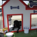 Purina Dog walk 2016 022